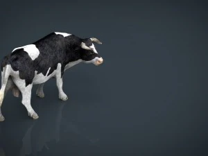 holstein bull 3D Model