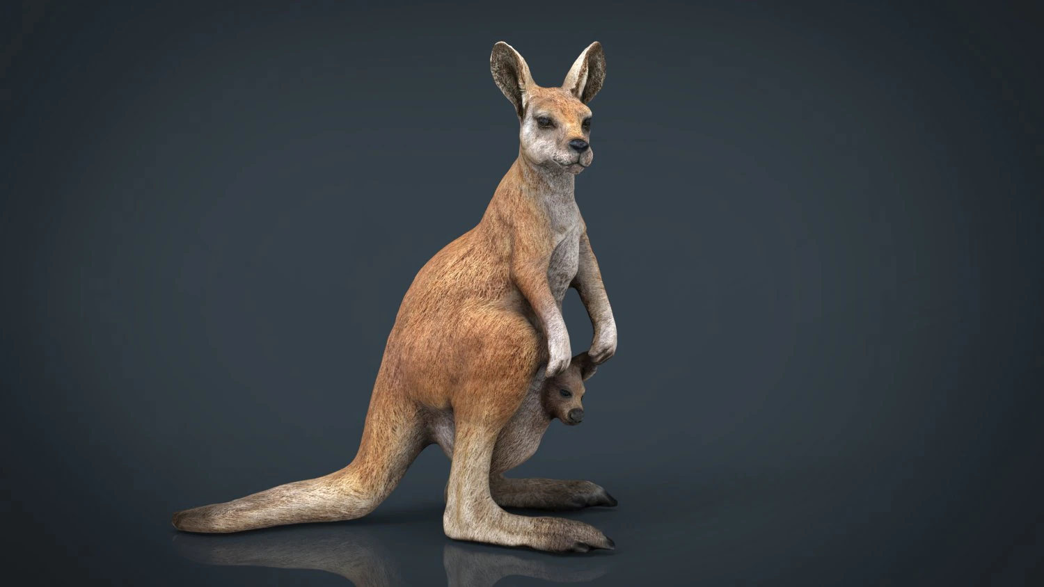 kangaroo 3D Model .c4d .max .obj .3ds .fbx .stl .blend