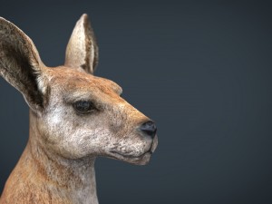 kangaroo Modelo 3D
