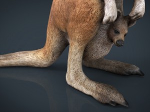 kangaroo Modelo 3D