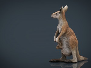 kangaroo Modelo 3D