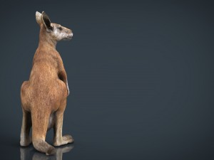 kangaroo Modelo 3D