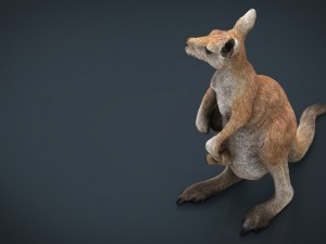 kangaroo Modelo 3D
