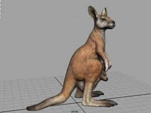 kangaroo 3D Model
