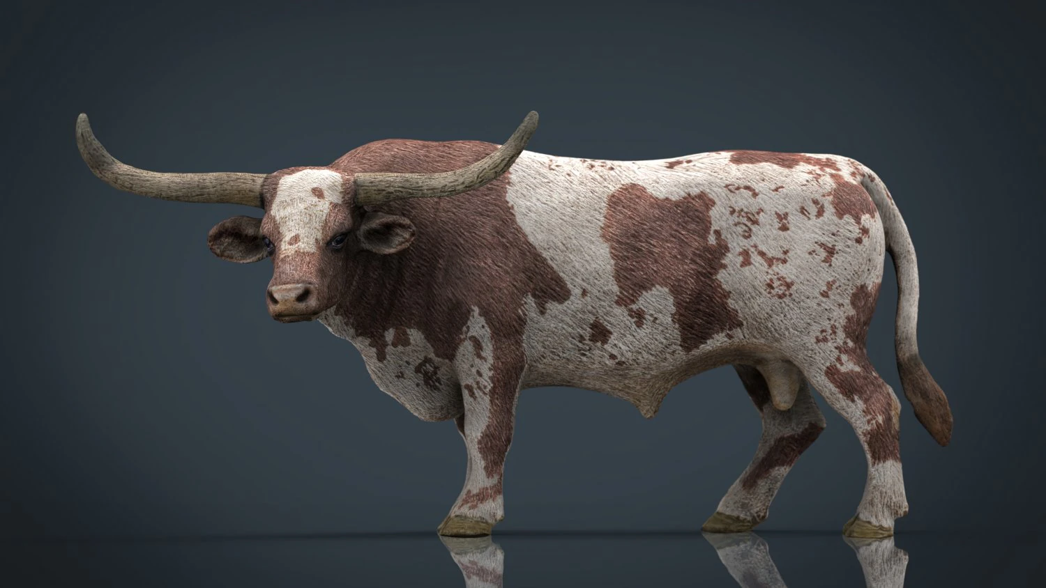 texas longhorn 3D Model .c4d .max .obj .3ds .fbx .stl .blend 