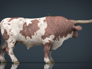 texas longhorn Modelo 3D