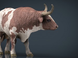 texas longhorn Modelo 3D