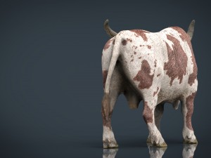 texas longhorn Modelo 3D