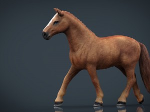horse Model 3D