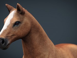 horse Model 3D