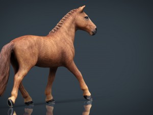 horse Model 3D