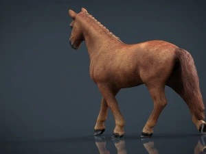 кінь 3D Модель