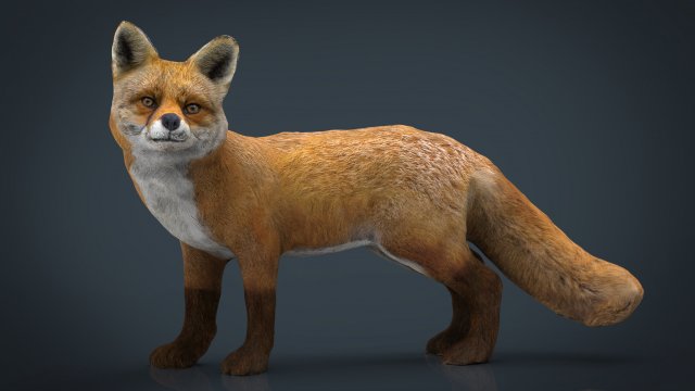 fox 3D Модель .c4d .max .obj .3ds .fbx .stl .blend 