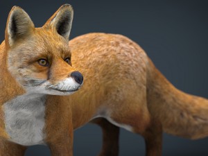 fox 3D Модель