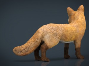 fox 3D Модель