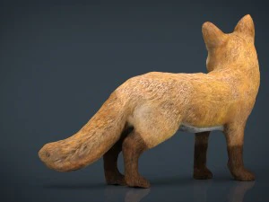 fox 3D Model