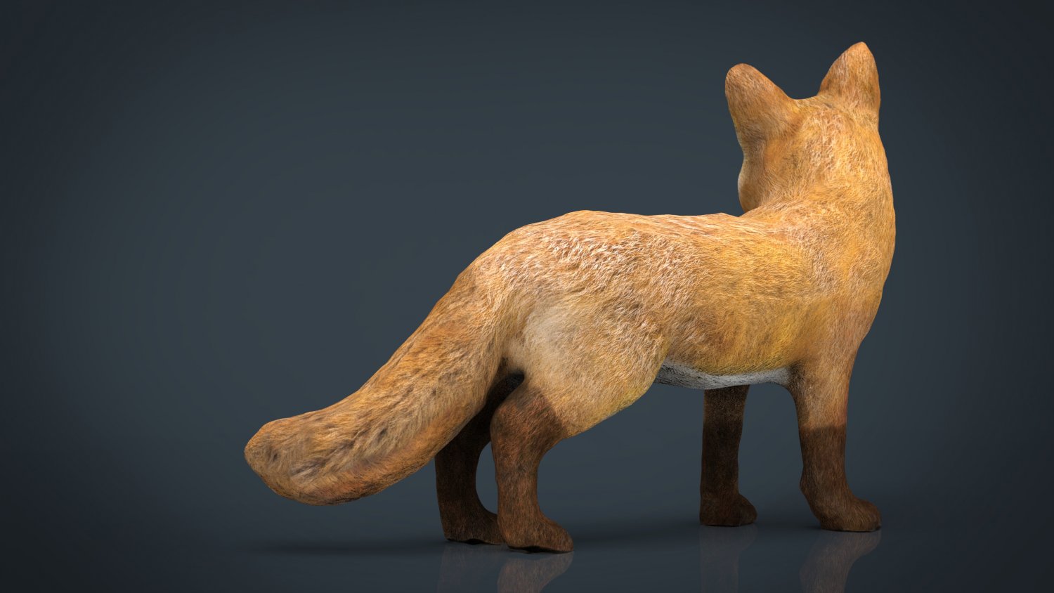 Fox 3d model. Лиса 3d модель. 3d Fox. Round Fox 3d model.