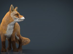 fox 3D Модель