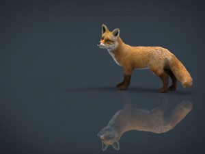 fox 3D Модель