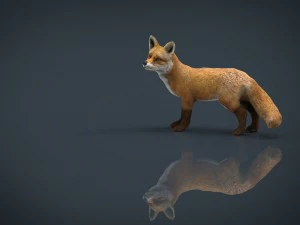 fox 3D Model