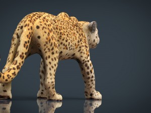 jaguar 3D मॉडल