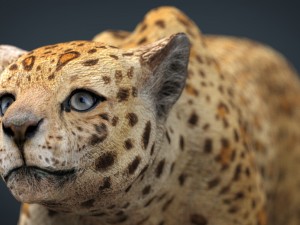 jaguar 3D मॉडल