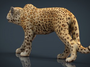 jaguar 3D मॉडल