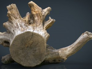 dead trunk 2 3D-Modell