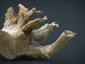 tronco morto 2 Modelo 3D