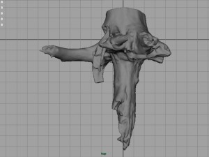 dead trunk 2 Modèle 3D