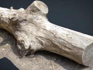 dead trunk 3 3D Model
