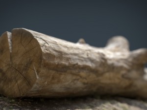 dead trunk 3 3D Model