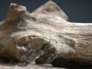 dead trunk 3 3D Model