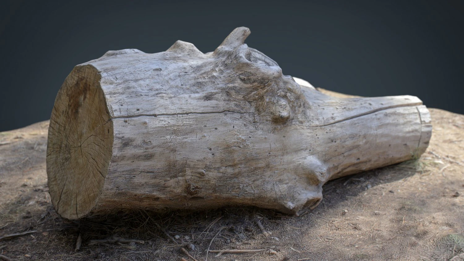 dead trunk 4 3D Model .c4d .max .obj .3ds .fbx .stl .blend 