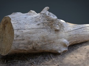 dead trunk 4 3D Модель