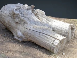 dead trunk 4 3D Model