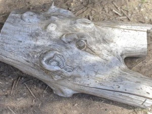 dead trunk 4 3D Model