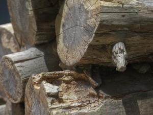 wooden logs 3D 모델