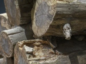 troncos de madera Modelo 3D