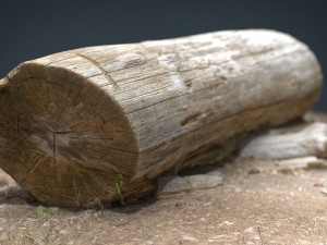 dead trunk 5 3D Model