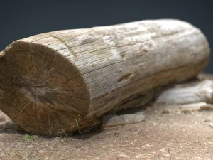 tronco morto 5 Modelo 3D