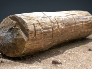 dead trunk 5 3D Model