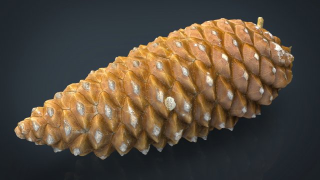 pinecone Model 3D .c4d .max .obj .3ds .fbx .stl .blend 