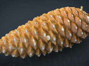 pinecone Modello 3D