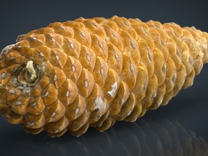 pinecone Model 3D