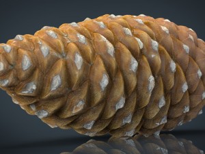 pinecone Model 3D