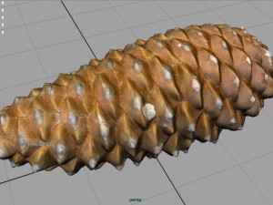 pinecone Model 3D
