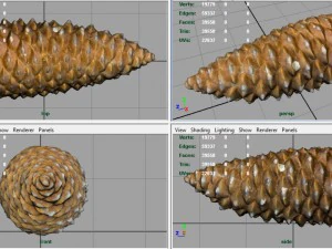 pinecone 3D Model
