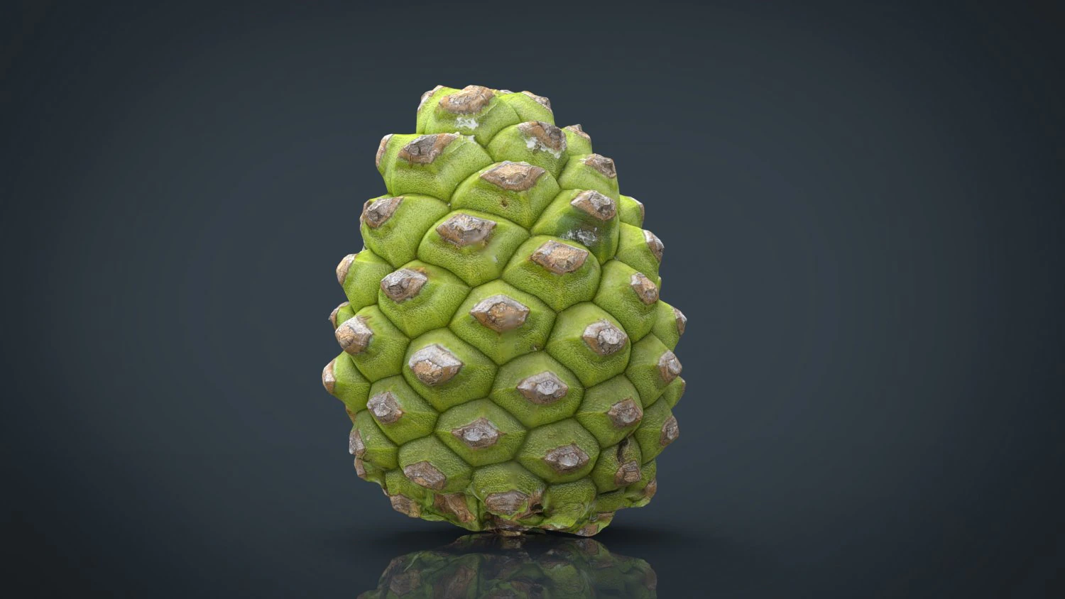 pinecone 2 3D Model .c4d .max .obj .3ds .fbx .stl .blend
