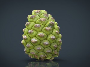 pinecone 2 Model 3D